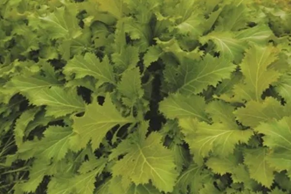 雪里蕻的种植时间，在春季2月下旬到4月播种