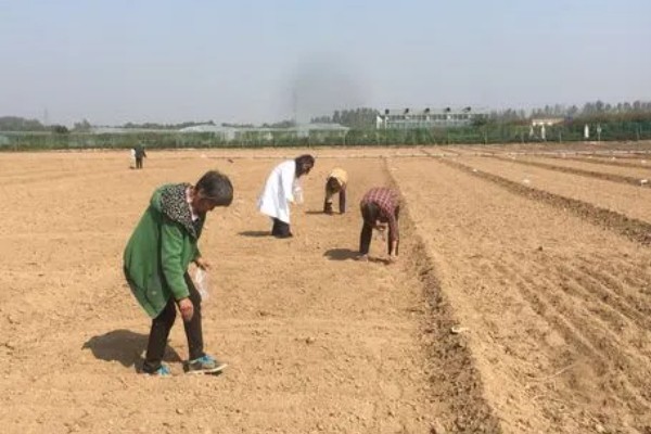 雪里蕻的种植时间，在春季2月下旬到4月播种