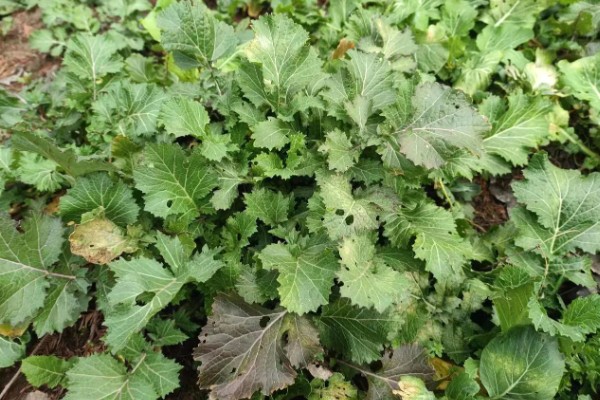 雪里蕻的种植时间，在春季2月下旬到4月播种