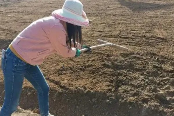鱼腥草的种植方法，肥料以有机肥为主