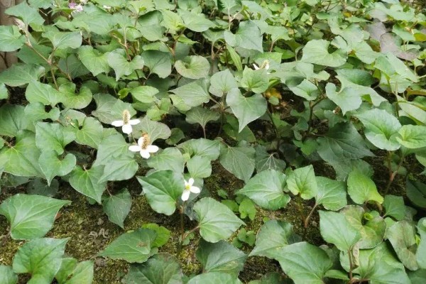 鱼腥草的种植方法，肥料以有机肥为主