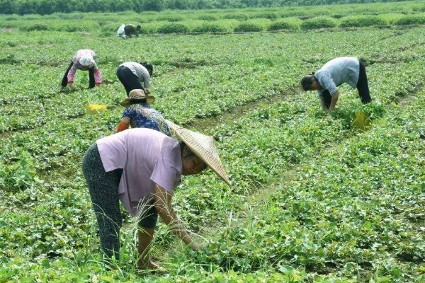 鱼腥草的种植方法，肥料以有机肥为主
