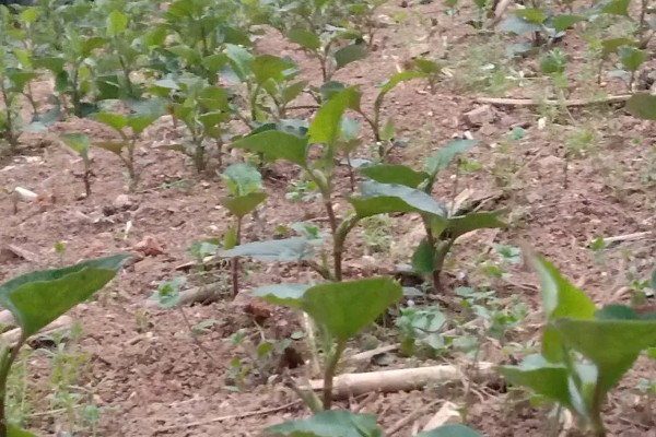 鱼腥草的种植方法，肥料以有机肥为主
