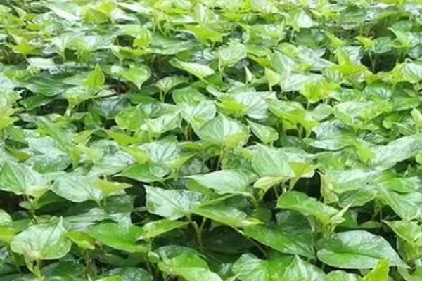 鱼腥草的种植方法，肥料以有机肥为主