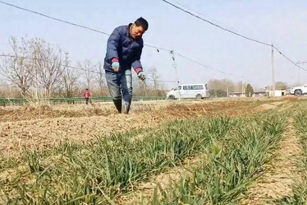 小麦种子的播种深度，通常以3到5厘米为宜