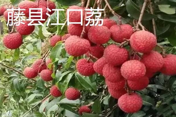 广西藤县的特产，藤县江口荔爽脆清甜