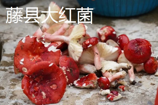 广西藤县的特产，藤县江口荔爽脆清甜