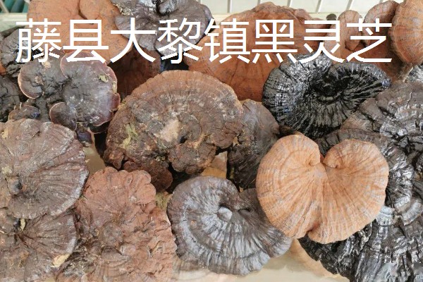 广西藤县的特产，藤县江口荔爽脆清甜