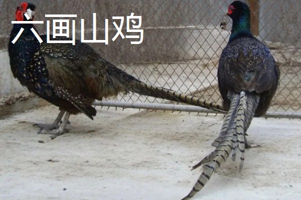 广西藤县的特产，藤县江口荔爽脆清甜