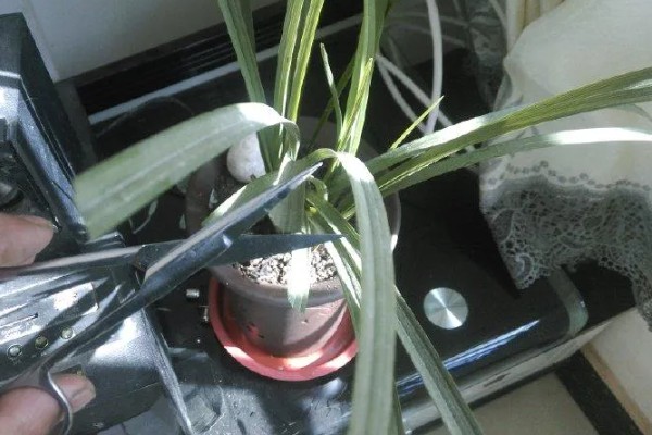惠兰花叶子黄了怎么处理,可以对其进行修剪