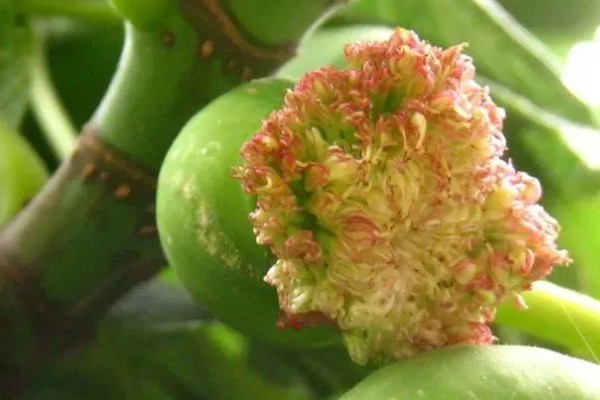 无花果有没有花,花朵隐藏在花托里面