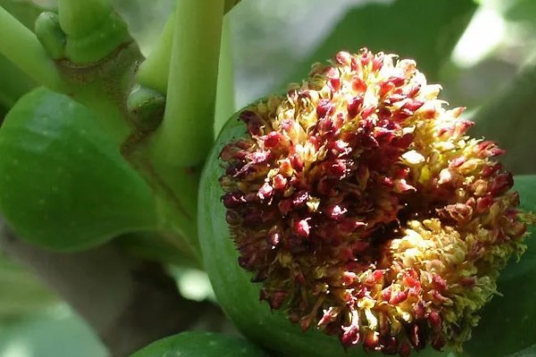 无花果有没有花,花朵隐藏在花托里面