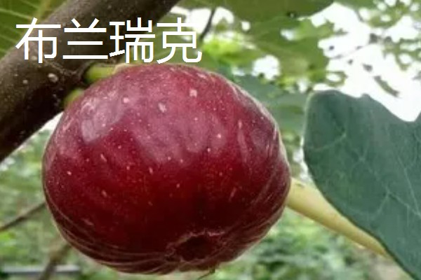 无花果有没有花,花朵隐藏在花托里面