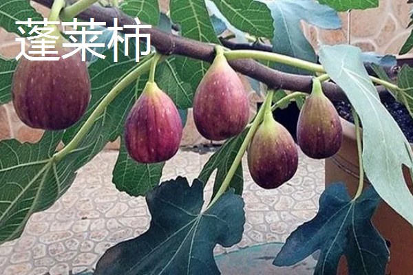无花果有没有花,花朵隐藏在花托里面