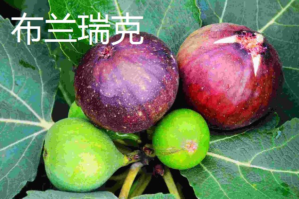 无花果有没有花,花朵隐藏在花托里面