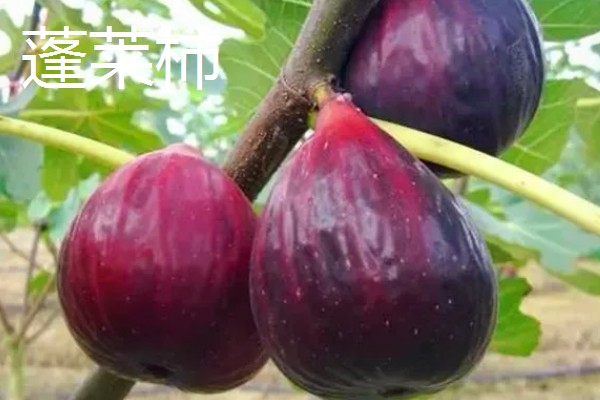 无花果有没有花,花朵隐藏在花托里面