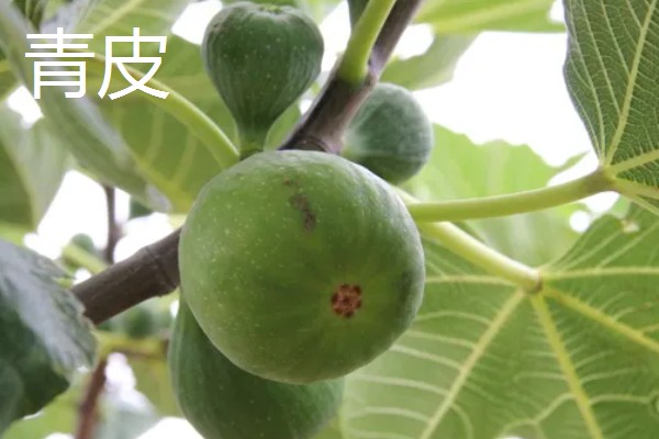 无花果有没有花,花朵隐藏在花托里面