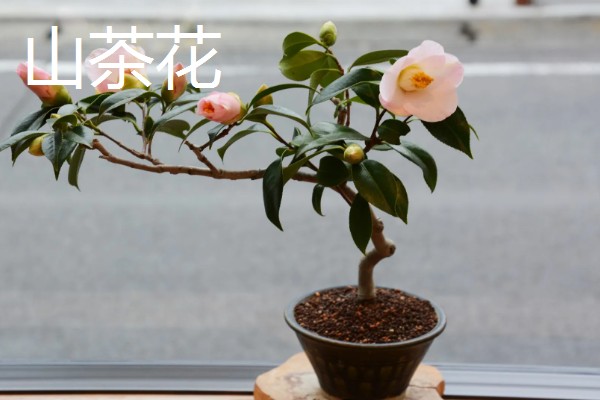 酸性土壤怎么制作，将硫酸亚铁粉末和清水按比例混合