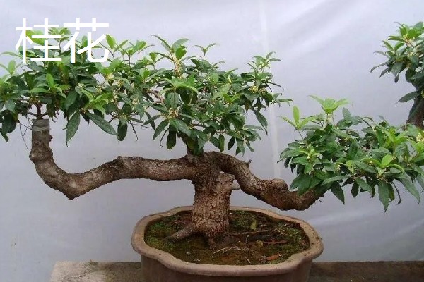 酸性土壤怎么制作，将硫酸亚铁粉末和清水按比例混合