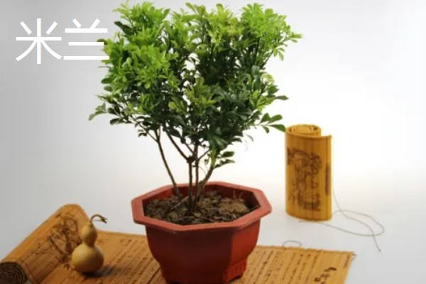 酸性土壤怎么制作，将硫酸亚铁粉末和清水按比例混合