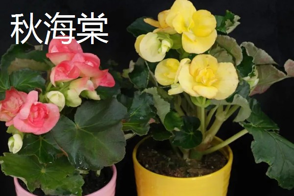 酸性土壤怎么制作，将硫酸亚铁粉末和清水按比例混合