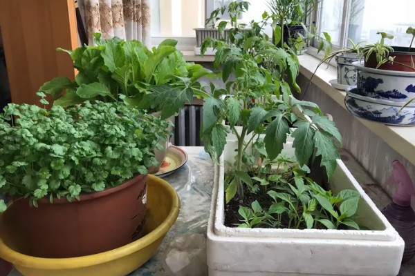 阳台种菜盆的适宜深度，取决于蔬菜根系的长度和分布范围
