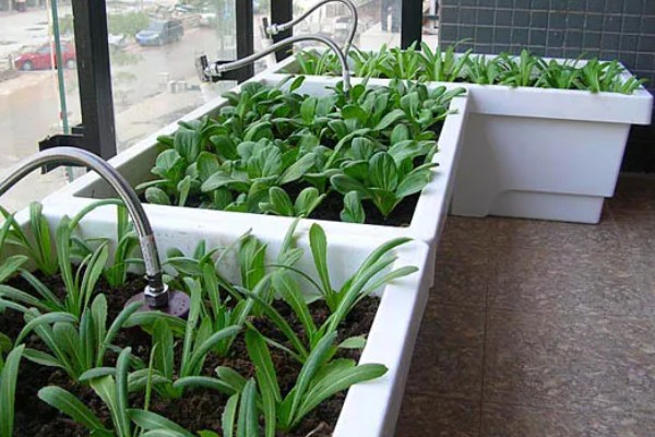阳台种菜盆的适宜深度，取决于蔬菜根系的长度和分布范围