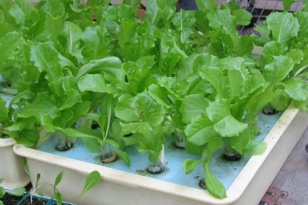 阳台种菜盆的适宜深度，取决于蔬菜根系的长度和分布范围