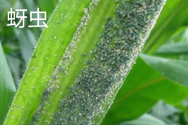 玉米穗期有哪些害虫，常见的有蚜虫、玉米螟等