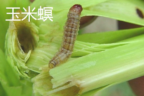 玉米穗期有哪些害虫，常见的有蚜虫、玉米螟等