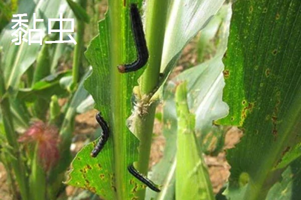 玉米穗期有哪些害虫，常见的有蚜虫、玉米螟等
