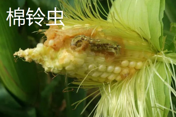 玉米穗期有哪些害虫，常见的有蚜虫、玉米螟等
