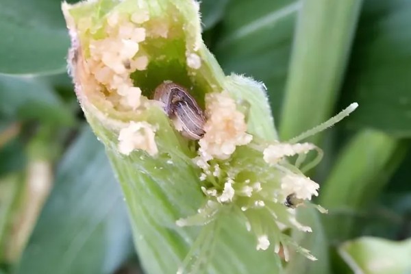 玉米穗期有哪些害虫，常见的有蚜虫、玉米螟等