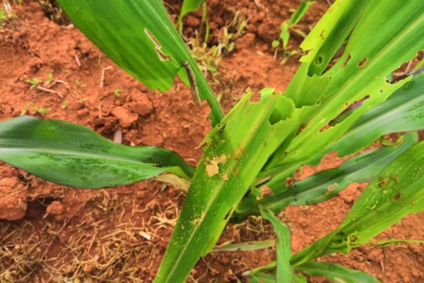 玉米穗期有哪些害虫，常见的有蚜虫、玉米螟等