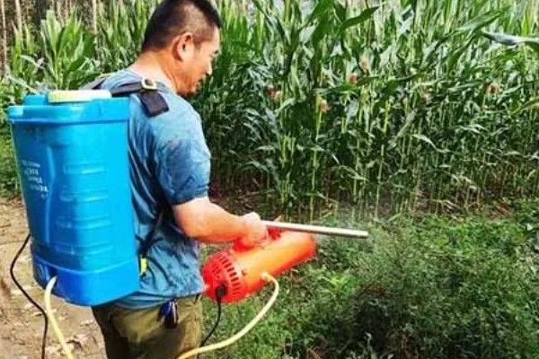 玉米穗期有哪些害虫，常见的有蚜虫、玉米螟等
