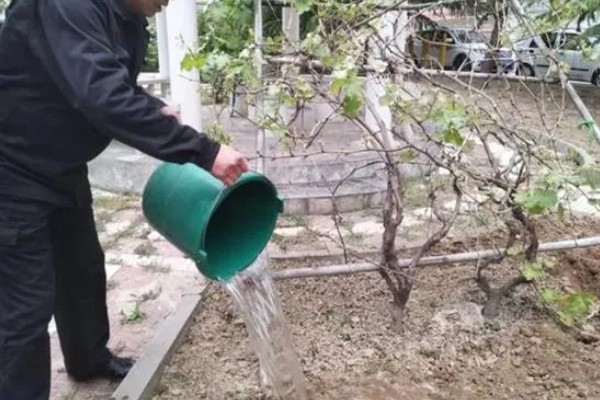 北方地区什么时候移栽葡萄，春季移栽可减少根系受到的伤害