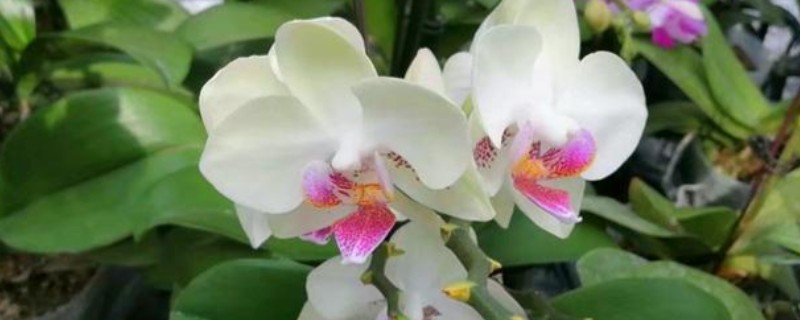 蝴蝶兰长出根芽如何处理，需要及时为其补充水分