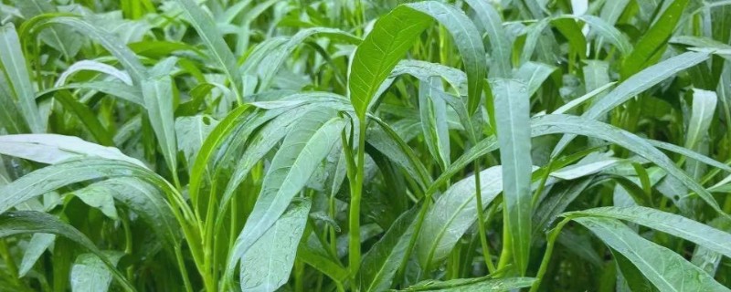 空心菜的种植方法，播种可采用条播和点播的形式