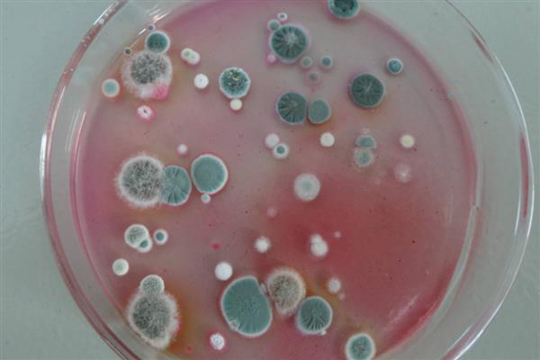 酵母菌怎么生殖,有芽殖、裂殖等4种方式
