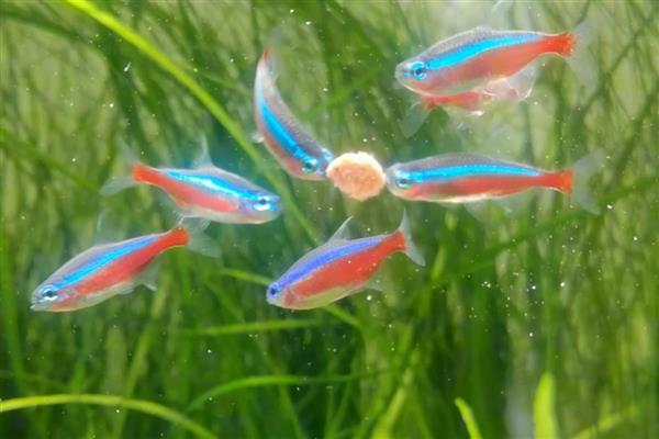宝莲灯鱼的适宜温度，水温为24-26℃时可以快速生长