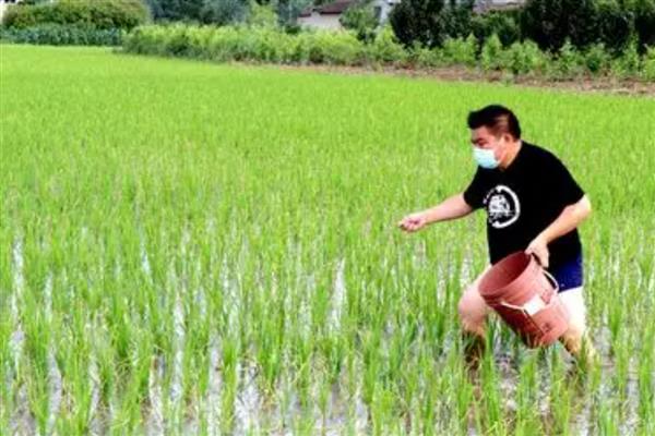 水稻如何施肥,要每月追施一次肥料