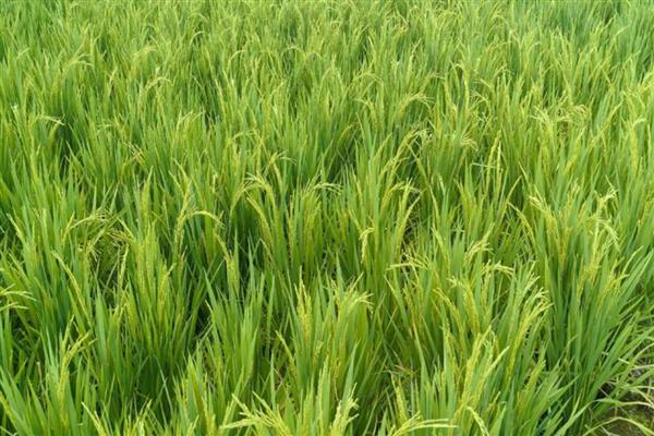 水稻如何施肥,要每月追施一次肥料