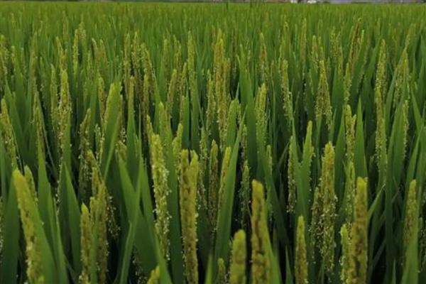 水稻如何施肥,要每月追施一次肥料