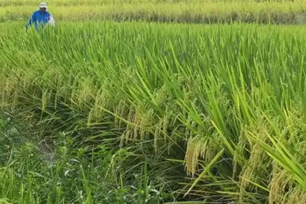 水稻如何施肥,要每月追施一次肥料
