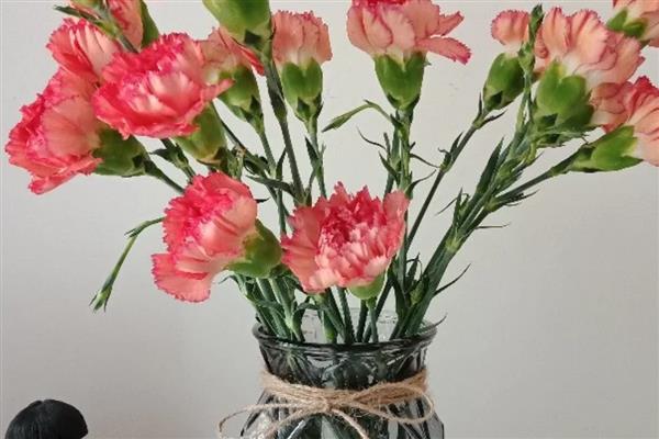 寓意关爱呵护的花，有康乃馨、百合花等