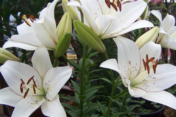 寓意关爱呵护的花，有康乃馨、百合花等
