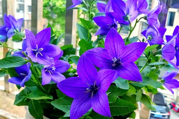寓意关爱呵护的花，有康乃馨、百合花等