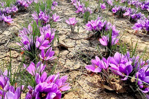 藏红花怎么栽培，播种后压实土壤并浇灌定根水