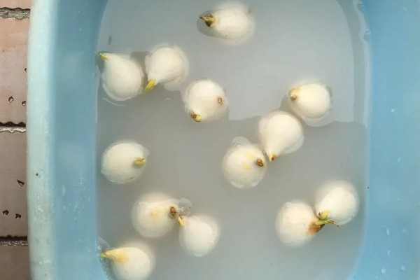 藏红花怎么栽培，播种后压实土壤并浇灌定根水