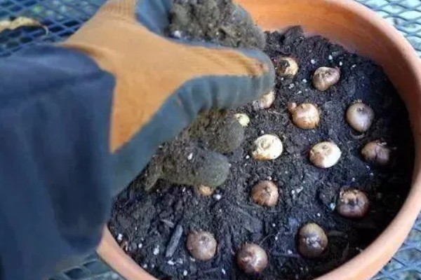 藏红花怎么栽培，播种后压实土壤并浇灌定根水